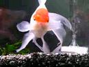 oranda-goldfish-in-action.html