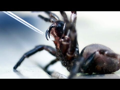 YouTube reptile video