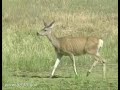 Mule Deer
