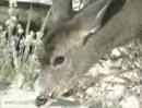 Mule-Deer