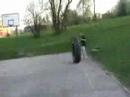 Jackass Cieszyn Jackass Cieszyn
