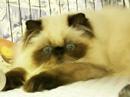 CFA?Himalayan Cat\