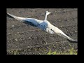 Blue herons eathing duck as snacks