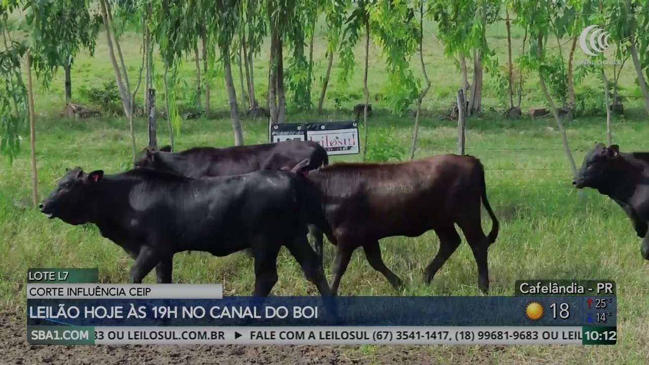 Leilão Corte Influência Ceip hoje às 19h no Canal do Boi
