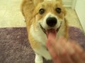 Carmen the Corgi Discovers Glass Carmen the Corgi Discovers Glass