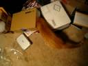 Cat vs. Box:  the epic struggle