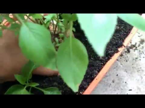 how to transplant basil