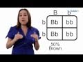 Learn Biology: How to Draw a Punnett Square