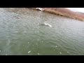 Nymph fly fishing San Juan River, 23