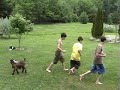 baby goats
