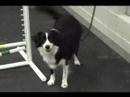PetSafe Agility - Lucy waiting her turn