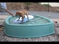 Puppy learning to surf