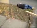 Stupid and Funny Construction Accident