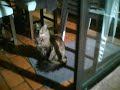 noche caballito