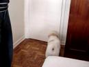Buddy cachorro falante Buddy cachorro falante