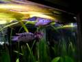 Blue Acara cichlides fighting/Blaupunktbuntbarsch Kampf[1/2]