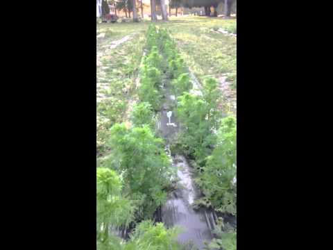 how to fertilize delphinium