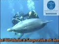 heilsame Begegnung mit Delfinen