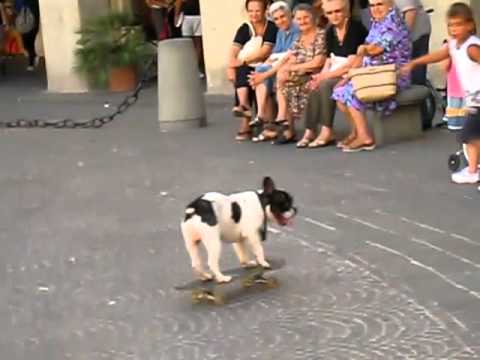 Conoce al perro italiano que monta skate