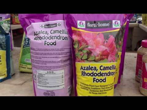 how to fertilize encore azaleas