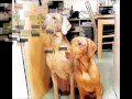 Dogtoon.wmv