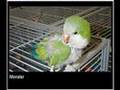Foster Parrots