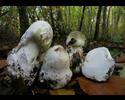 Amanita phalloides