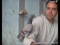 Ismail B pipa derby pigeon voyageur maroc sale  lawla3a animal 8