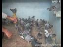 videos de Ismail B pipa derby pigeon voyageur maroc sale  lawla3a animal 8