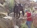 Utah Good Molly Mule For Sale - Echo