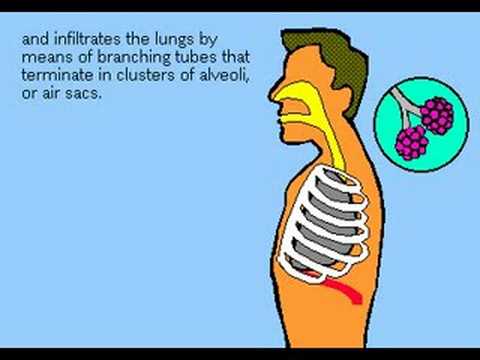 The Human respiratory system The Human respiratory system