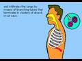 The Human respiratory system