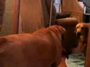 funny dog