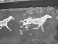 Eadweard Muybridge Test one
