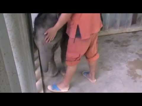 elephant - Baby Naka's mother tried to kill her so she can not nurse. Now Naka is fed goats milk, 28 liters a day. Donations are needed at FAE as feeding Naka costs aro...