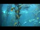 Monterey Bay Aquarium