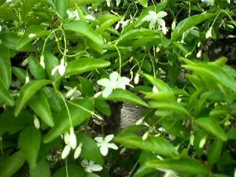 how to grow wrightia religiosa