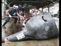 Look Out \"Yushin Maru\" Sea Shepherd Steve Irwin Is Coming