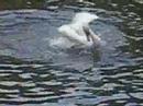 The Miracle of the Swans-Part3-Freaky Dad The Miracle of the Swans-Part3-Freaky Dad