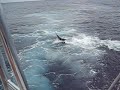 guatemala-hooked-up-blue-marlin-release-2.html