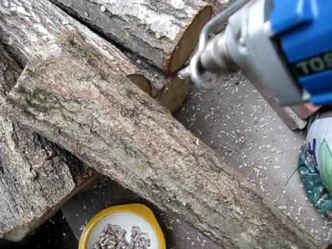 mushroom cultivation - Let's Grow Mushrooms :D 原木に種駒打ち 2009.03.02.