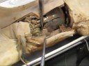 Fetal-Pig-Dissection