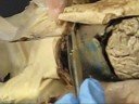 Fetal-Pig-Dissection