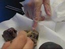 Fetal-Pig-Dissection