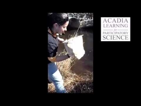 how to collect aquatic macroinvertebrates