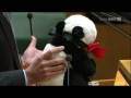 videos de Buchner Beutelpanda