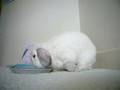 Plopp's dinner time