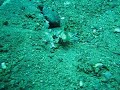 Mantis Shrimp attacks my camera