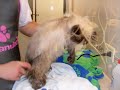 ASI REALIZAMOS NUESTROS BAÑOS A CADA UNA DE NUESTRAS MASCOTITAS EN NUESTRO HOGAR .ESTE ES NUESTRO LUGAR EN DONDE BAÑAMOS A CADA UNO DE ELLOS/AS SIN EXCEPCION. PRESENTAMOS EN ESTA OCASION A NUESTRA PRECIOSA Y BELLA ATHINA ,ESTA PERSITA HIMALAYA DE CRIADERO SANDERS Y JAVIER QUE REALIZA LOS MEJORES BAÑOS DE GATOS Y PELUQUERIA  EN ARGENTINA Y LOS PREPARA PARA LAS EXPOSICIONES Y LUEGO DIA A DIAS NOS ENCARGAMOS DE MATENERLOS EN LOS CEPILLADOS ,LIMPIEZA DE SUS  OJITOS Y OREJAS. ENTRE OTRAS COSAS.