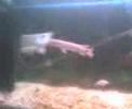 My darling fish :-) My darling fish :-)